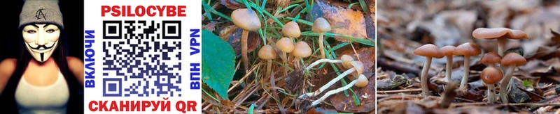 купить наркоту  hydra как войти  Псилоцибиновые грибы Psilocybine cubensis  Белая Калитва 